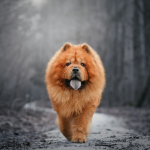 Chow Chow en Chile - guia de cuidados y precio 2026