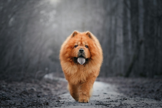 Chow Chow en Chile - guia de cuidados y precio 2026