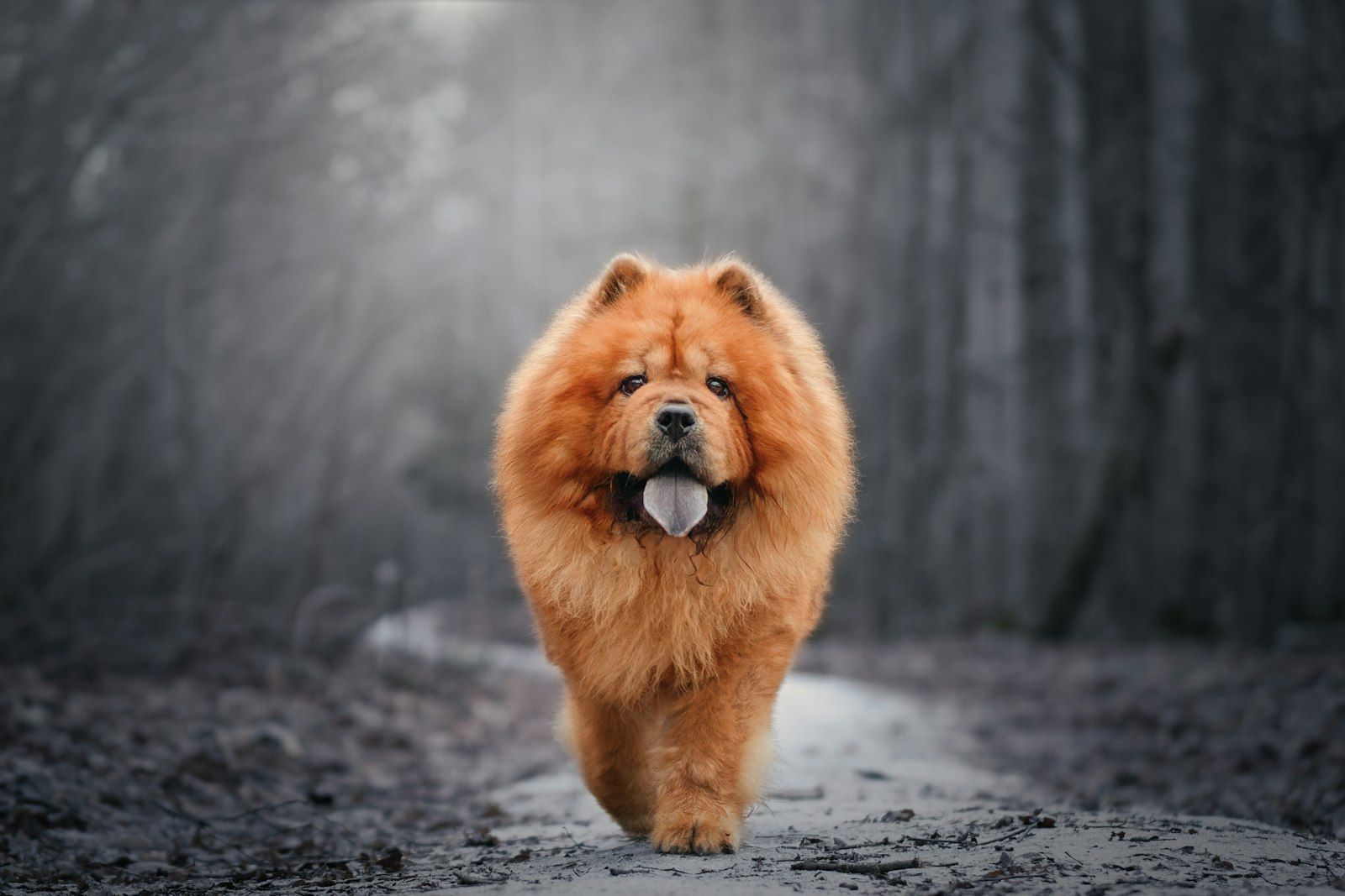 Chow Chow en Chile - guia de cuidados y precio 2026