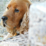 Cocker Spaniel en Chile - guia de cuidados y precio 2026