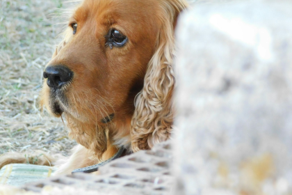 Cocker Spaniel en Chile - guia de cuidados y precio 2026