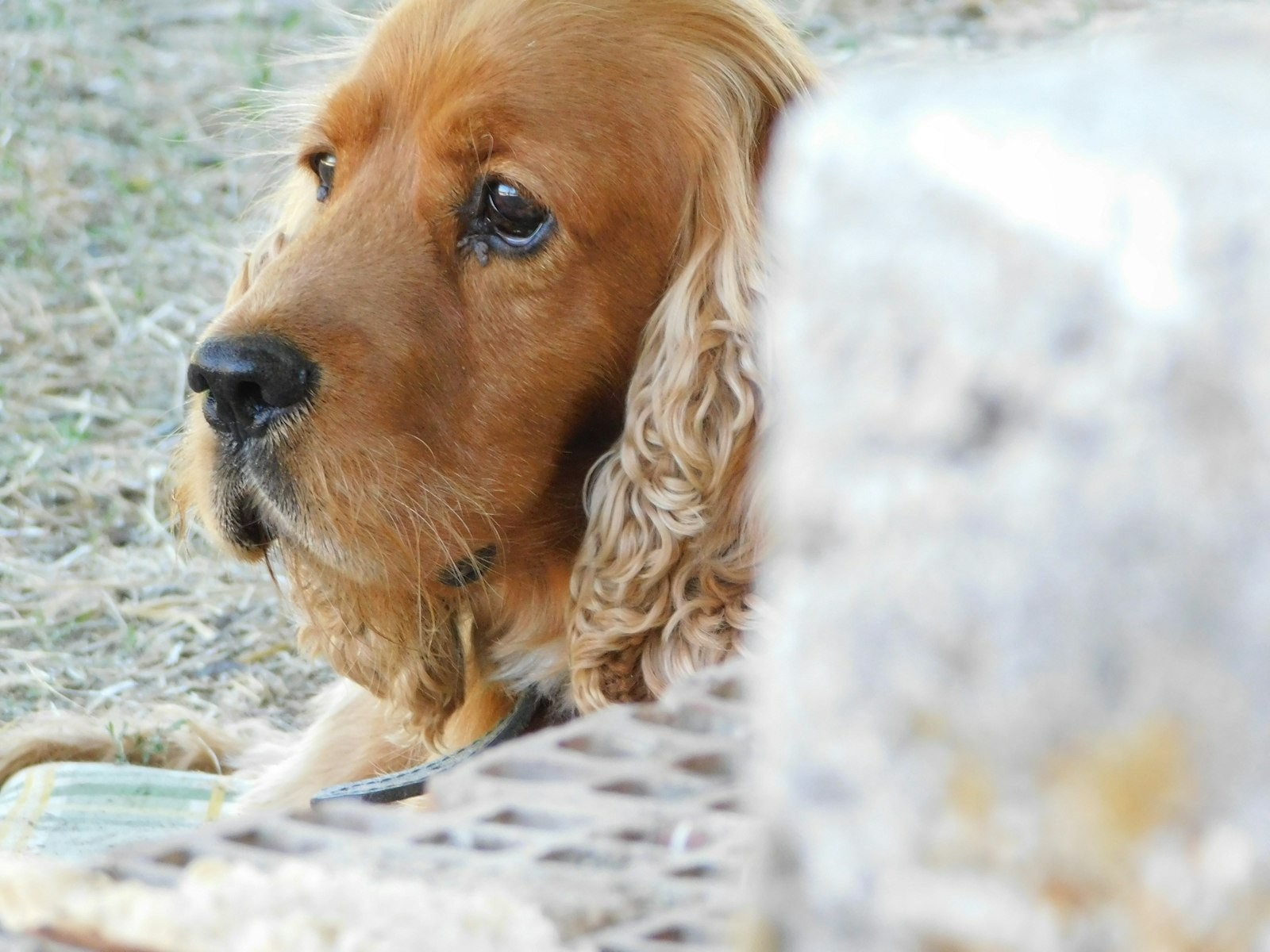 Cocker Spaniel en Chile - guia de cuidados y precio 2026