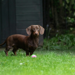 Dachshund en Chile - guia de cuidados y precio 2026