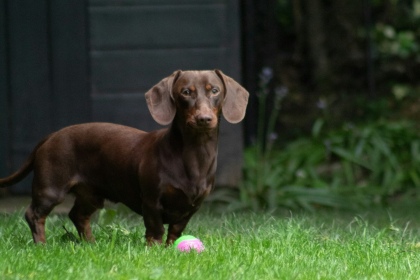 Dachshund en Chile - guia de cuidados y precio 2026
