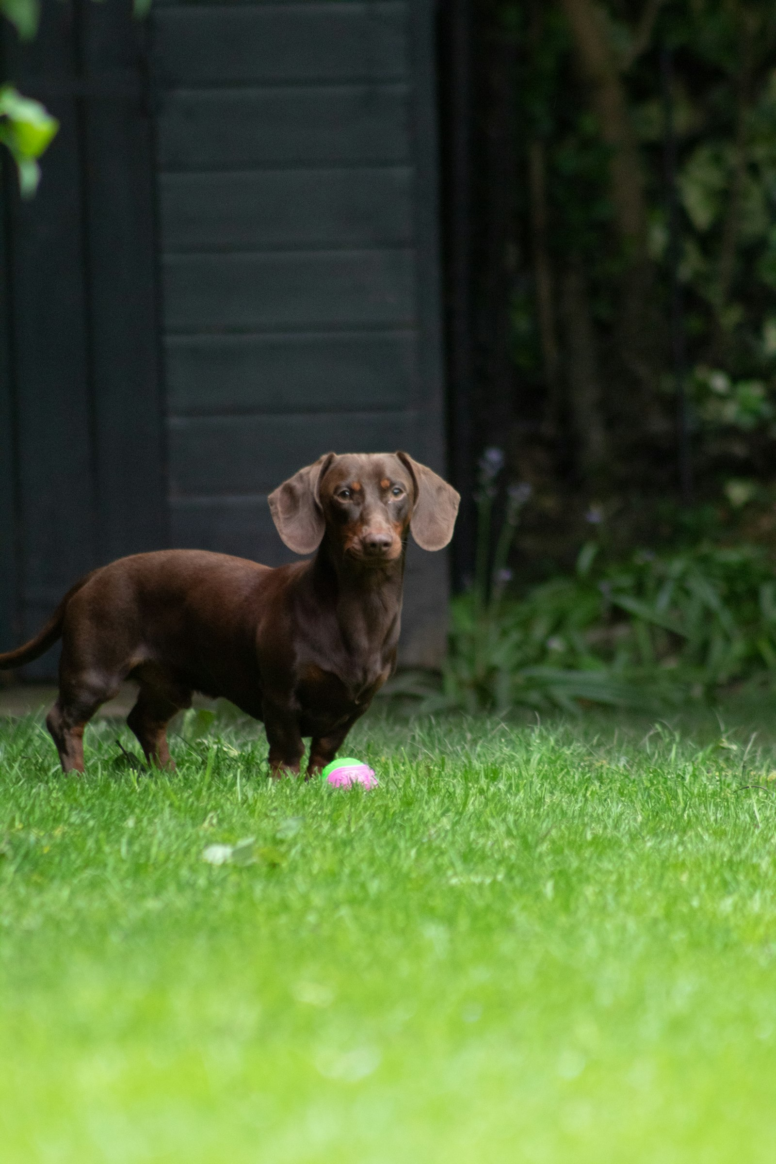 Dachshund en Chile - guia de cuidados y precio 2026