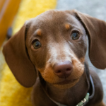 Dachshund en Chile - guia de cuidados y precio 2026