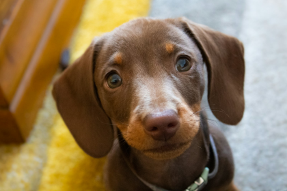 Dachshund en Chile - guia de cuidados y precio 2026