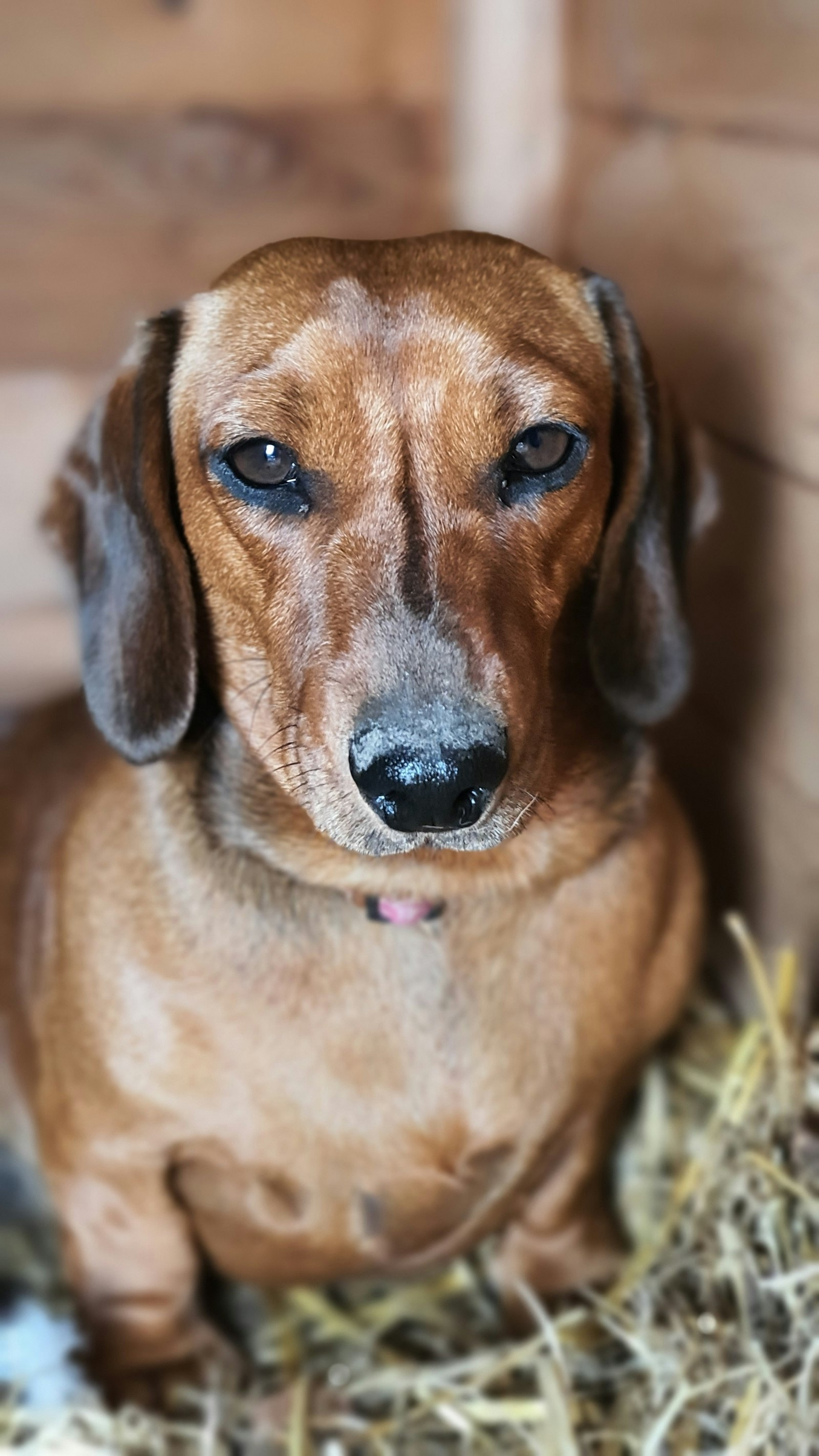 Dachshund Miniatura en Chile - guia de cuidados y precio 2026