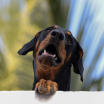Doberman en Chile - guia de cuidados y precio 2026