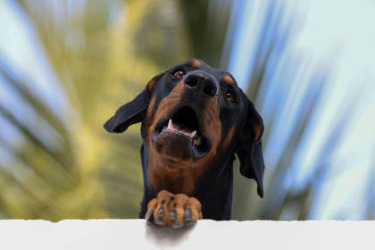 Doberman en Chile - guia de cuidados y precio 2026