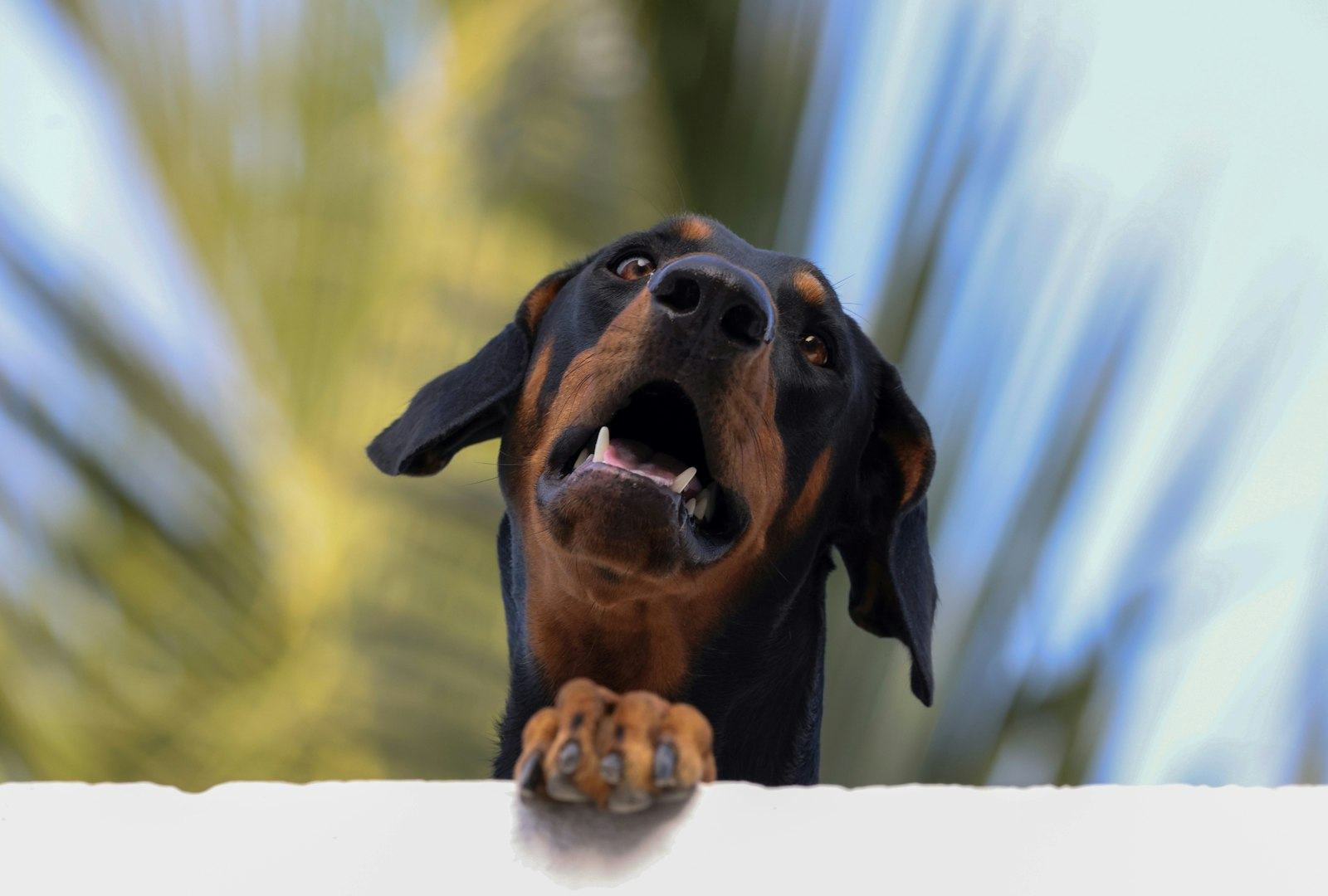 Doberman en Chile - guia de cuidados y precio 2026