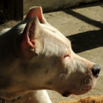 Dogo Argentino en Chile - guia de cuidados y precio 2026