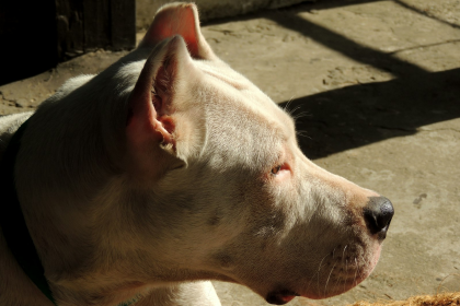 Dogo Argentino en Chile - guia de cuidados y precio 2026