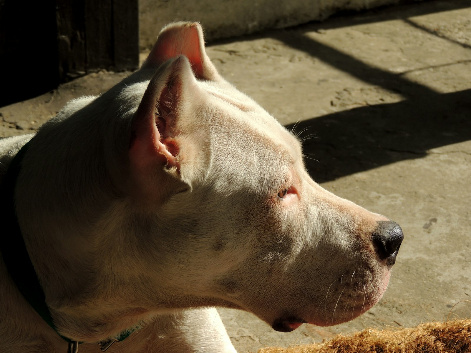 Dogo Argentino en Chile - guia de cuidados y precio 2026