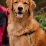 Golden Retriever en Chile - guia de cuidados y precio 2026