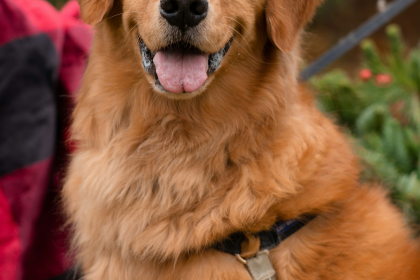 Golden Retriever en Chile - guia de cuidados y precio 2026