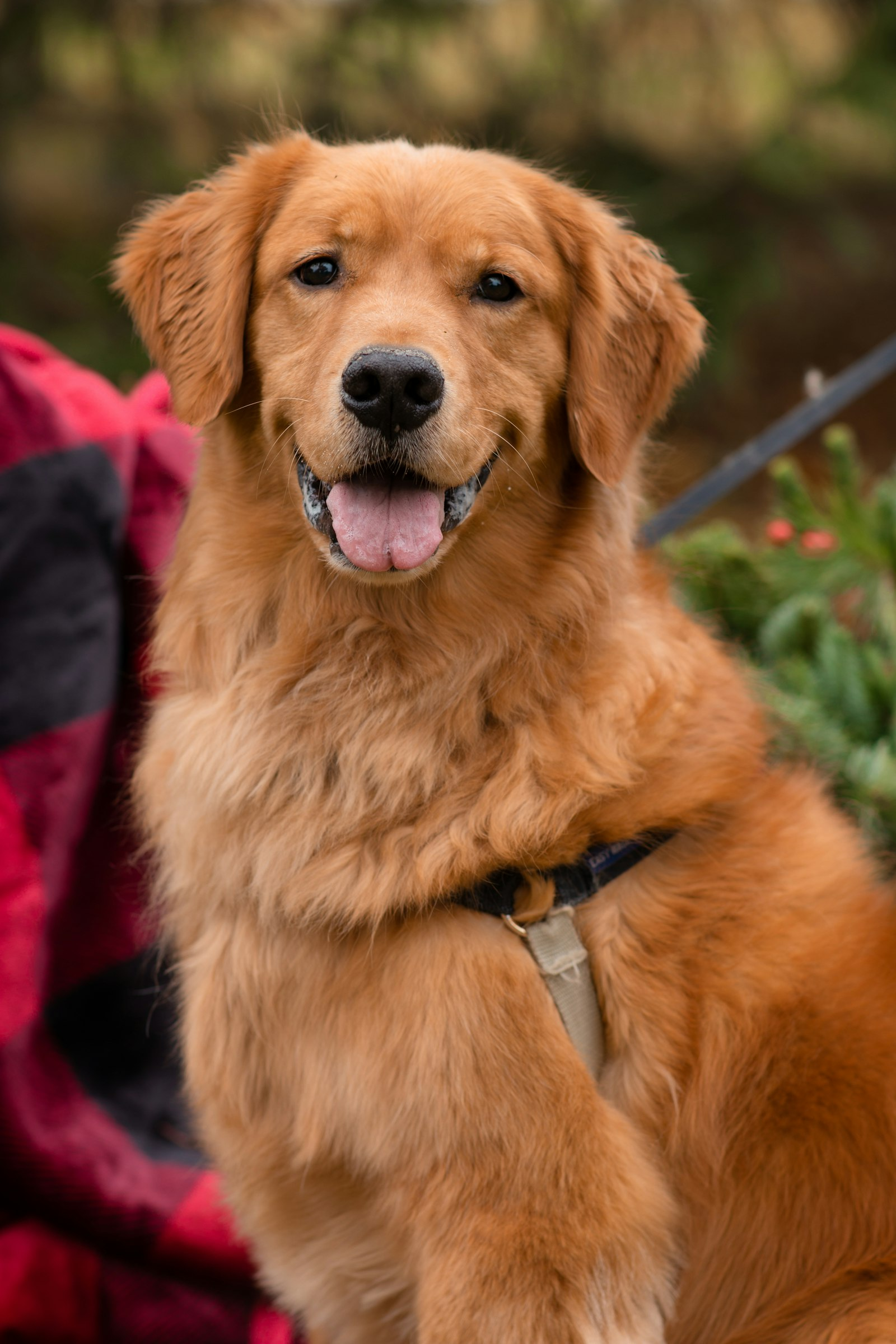 Golden Retriever en Chile - guia de cuidados y precio 2026
