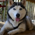Husky Siberiano en Chile - guia de cuidados y precio 2026