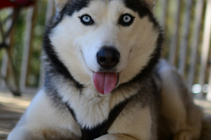 Husky Siberiano en Chile - guia de cuidados y precio 2026