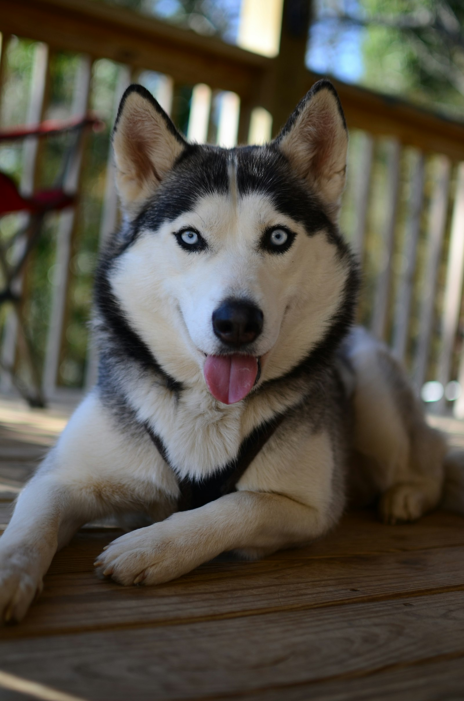 Husky Siberiano en Chile - guia de cuidados y precio 2026