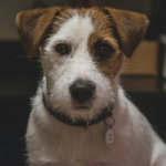 Jack Russell Terrier en Chile - guia de cuidados y precio 2026