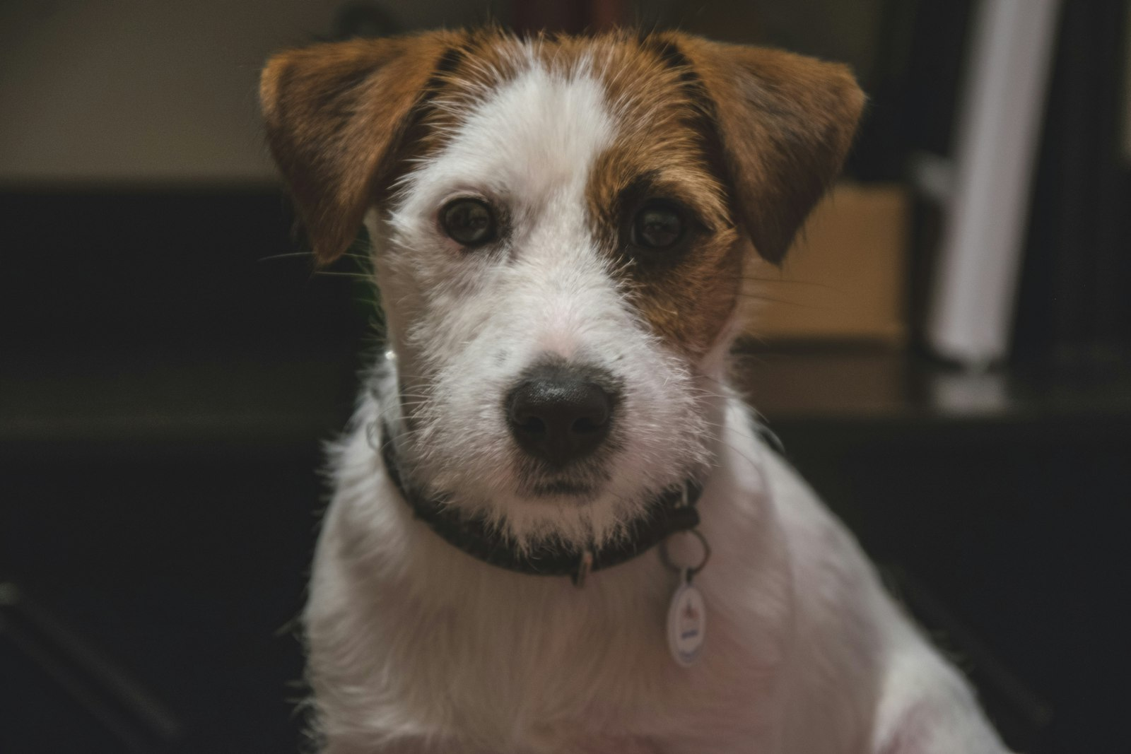 Jack Russell Terrier en Chile - guia de cuidados y precio 2026