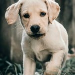 Labrador Retriever en Chile - guia de cuidados y precio 2026