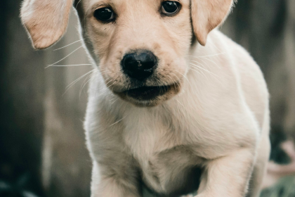 Labrador Retriever en Chile - guia de cuidados y precio 2026