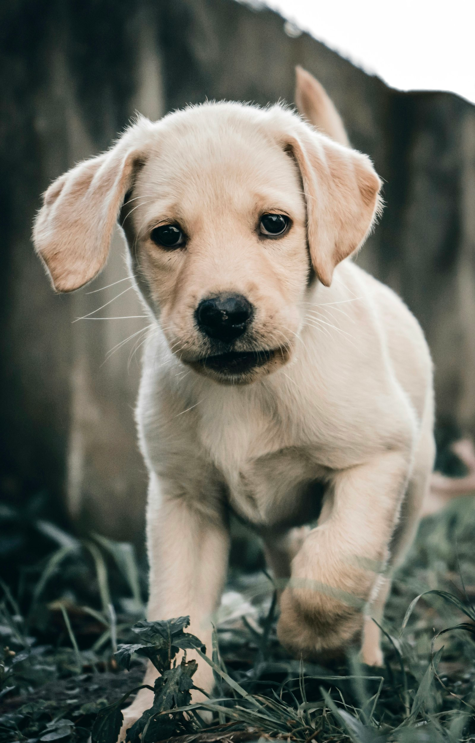 Labrador Retriever en Chile - guia de cuidados y precio 2026