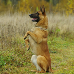 Pastor Belga Malinois en Chile - guia de cuidados y precio 2026