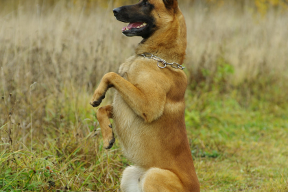 Pastor Belga Malinois en Chile - guia de cuidados y precio 2026