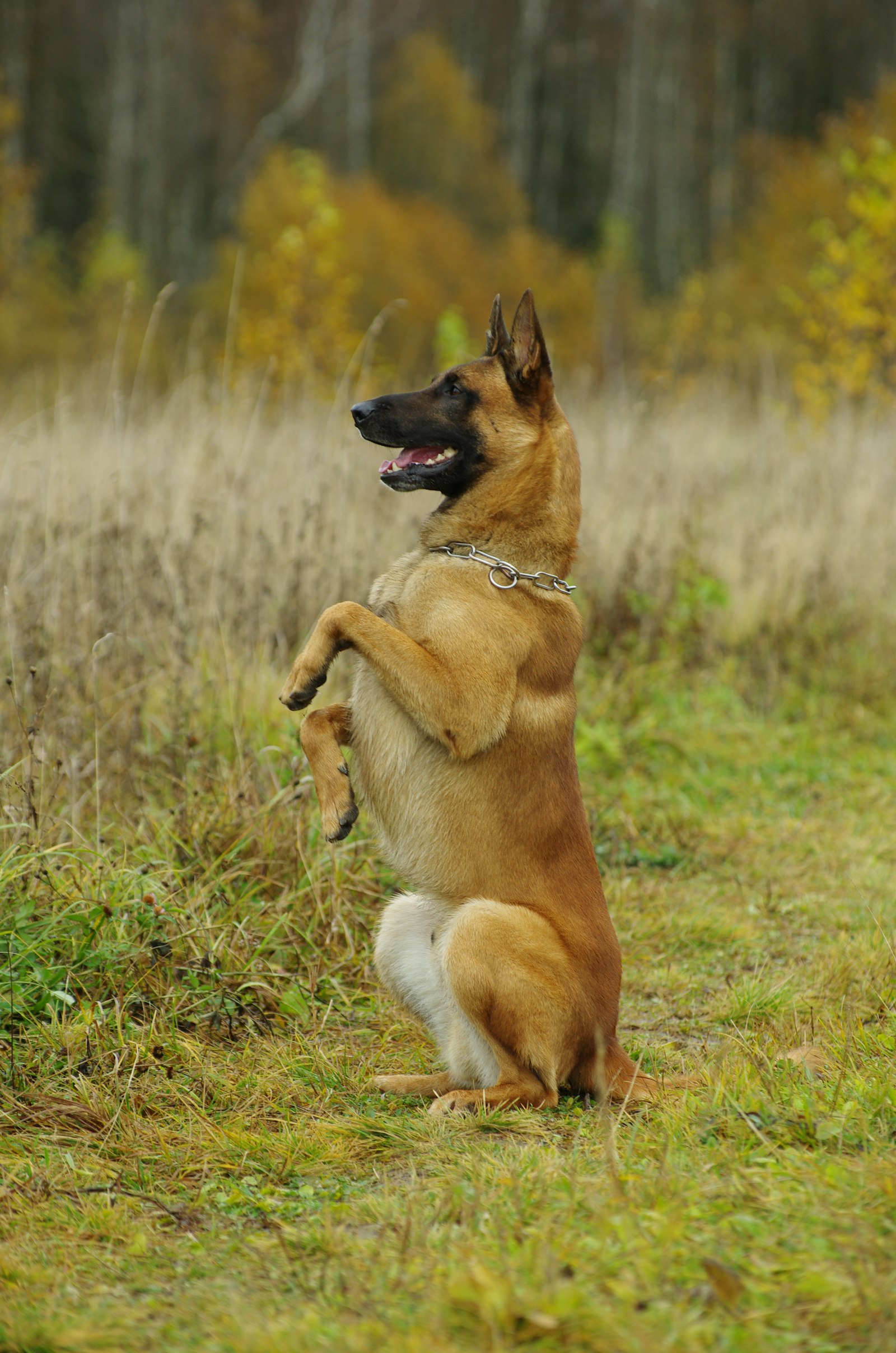 Pastor Belga Malinois en Chile - guia de cuidados y precio 2026