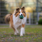Pastor Shetland (Sheltie) en Chile - guia de cuidados y precio 2026