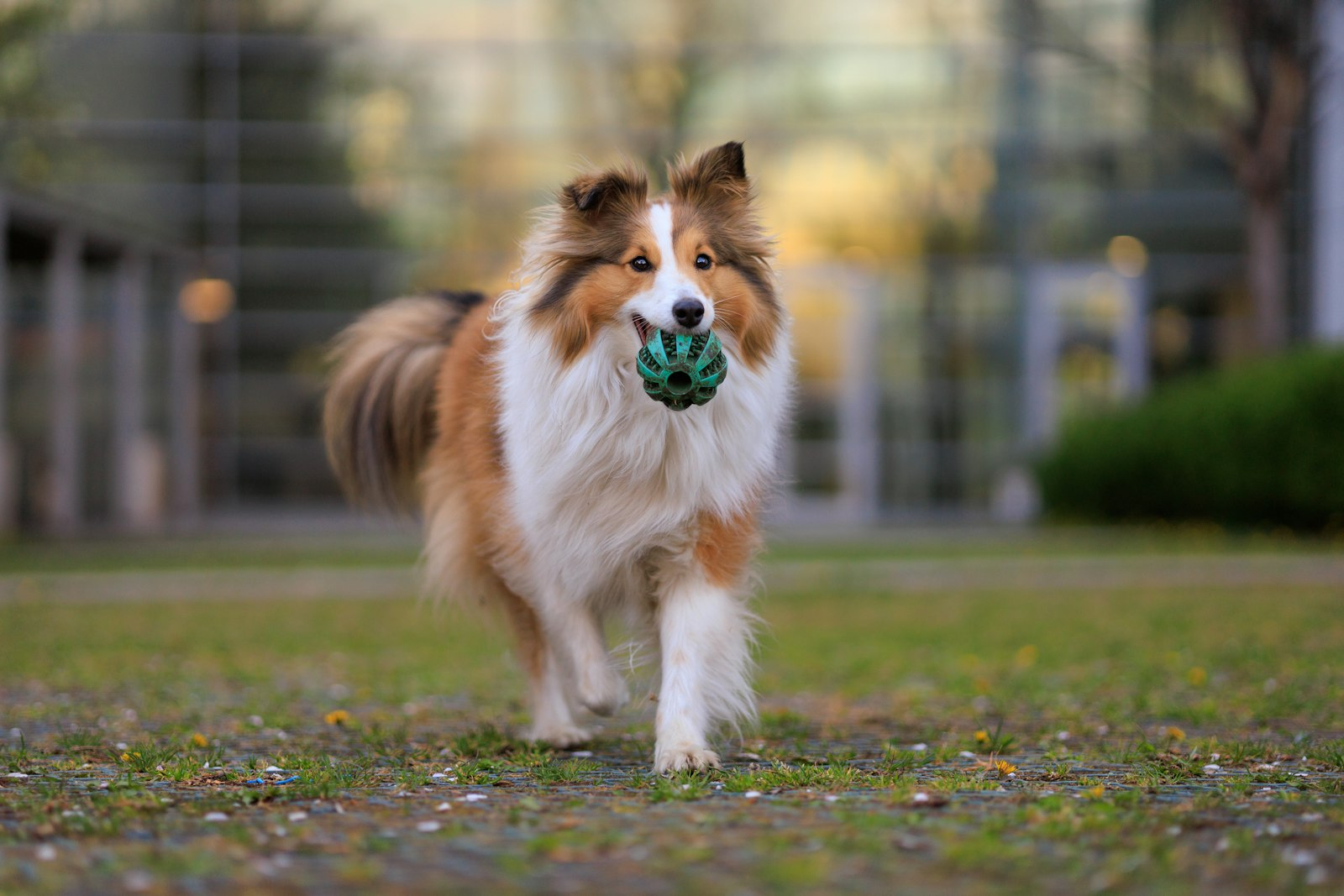 Pastor Shetland (Sheltie) en Chile - guia de cuidados y precio 2026