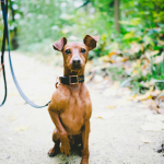 Pinscher Miniatura en Chile - guia de cuidados y precio 2026