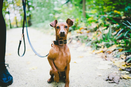Pinscher Miniatura en Chile - guia de cuidados y precio 2026