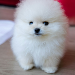 Pomerania en Chile - guia de cuidados y precio 2026