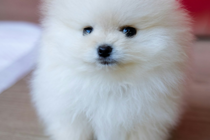 Pomerania en Chile - guia de cuidados y precio 2026
