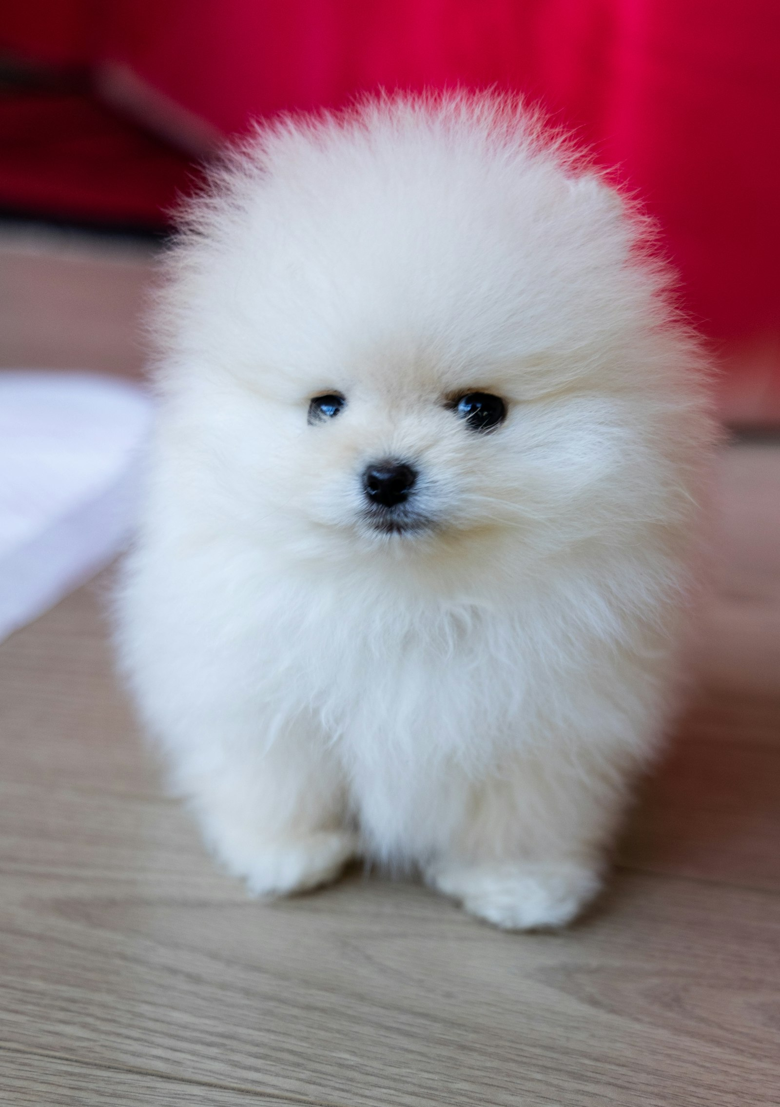 Pomerania en Chile - guia de cuidados y precio 2026