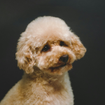 Poodle en Chile - guia de cuidados y precio 2026