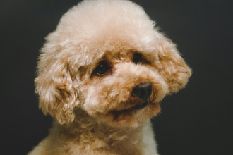 Poodle en Chile - guia de cuidados y precio 2026