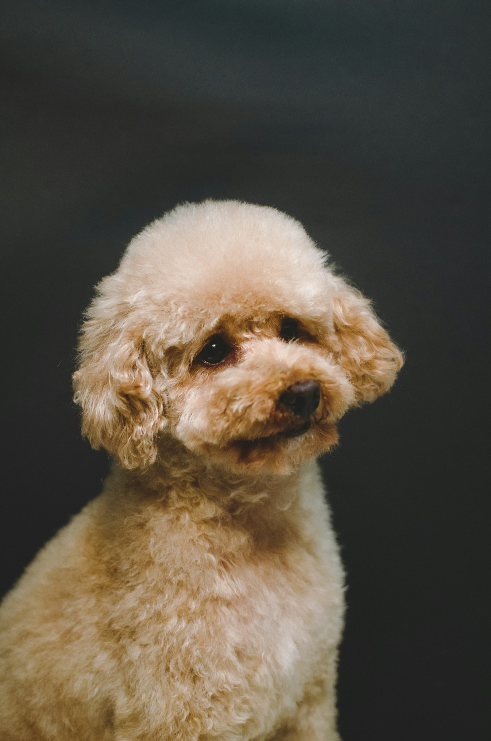 Poodle en Chile - guia de cuidados y precio 2026