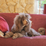 Poodle Standard en Chile - guia de cuidados y precio 2026