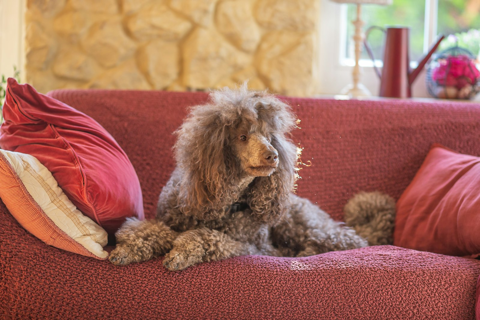 Poodle Standard en Chile - guia de cuidados y precio 2026