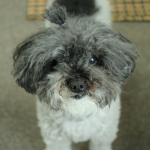 Poodle Toy en Chile - guia de cuidados y precio 2026