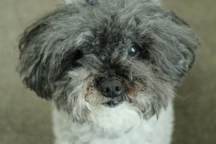 Poodle Toy en Chile - guia de cuidados y precio 2026