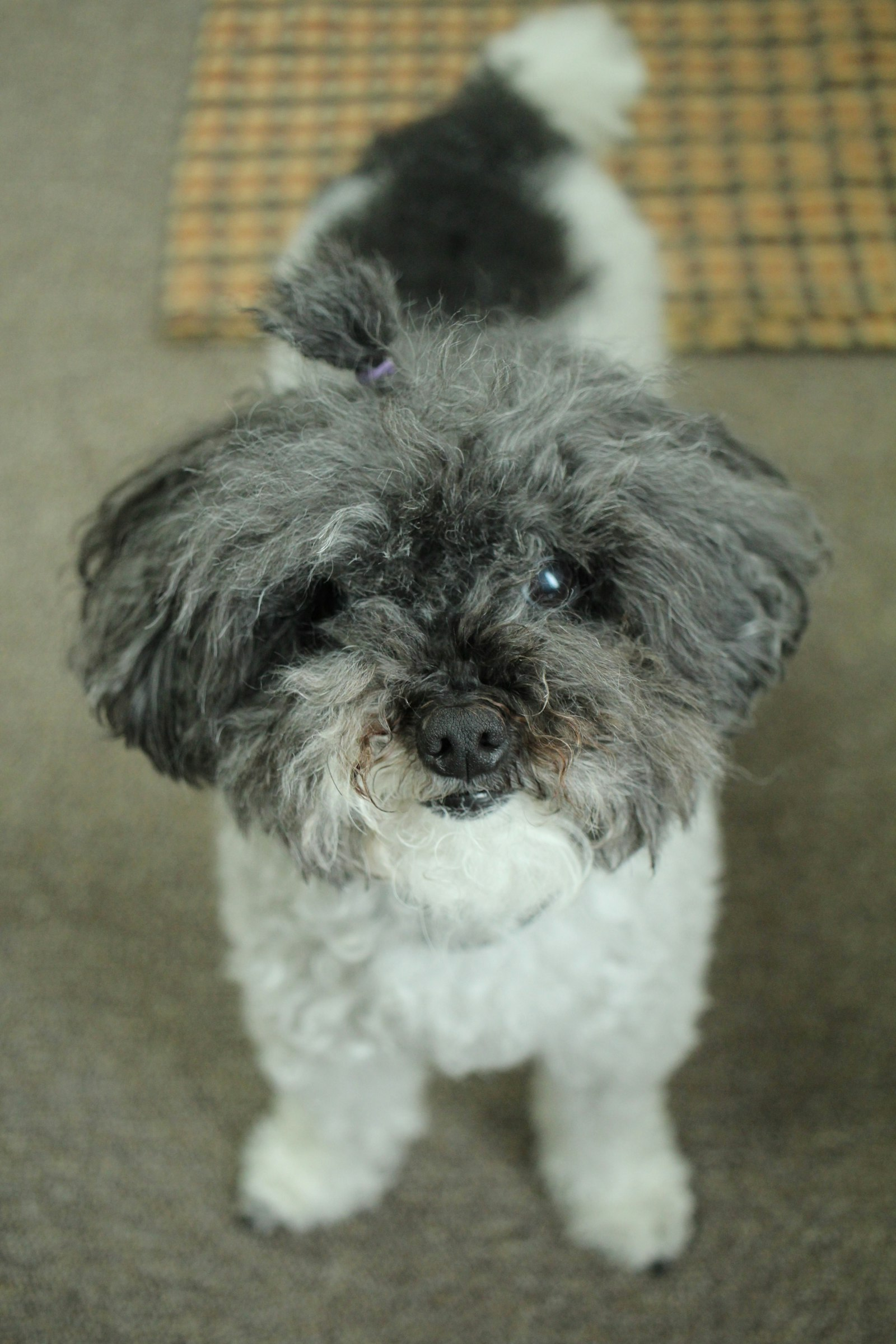 Poodle Toy en Chile - guia de cuidados y precio 2026