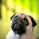 Pug en Chile - guia de cuidados y precio 2026