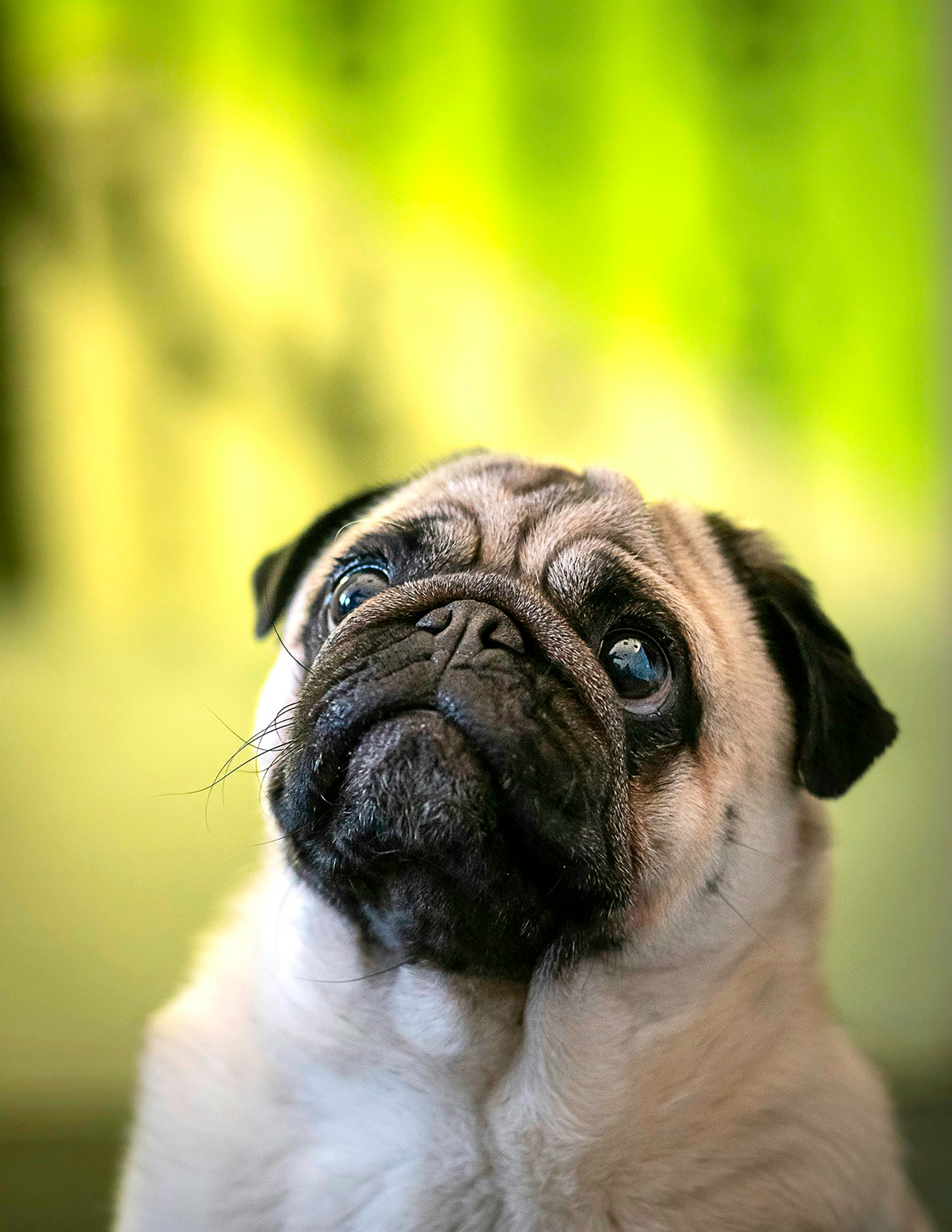Pug en Chile - guia de cuidados y precio 2026