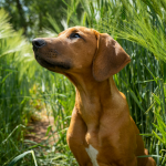 Rhodesian Ridgeback en Chile - guia de cuidados y precio 2026